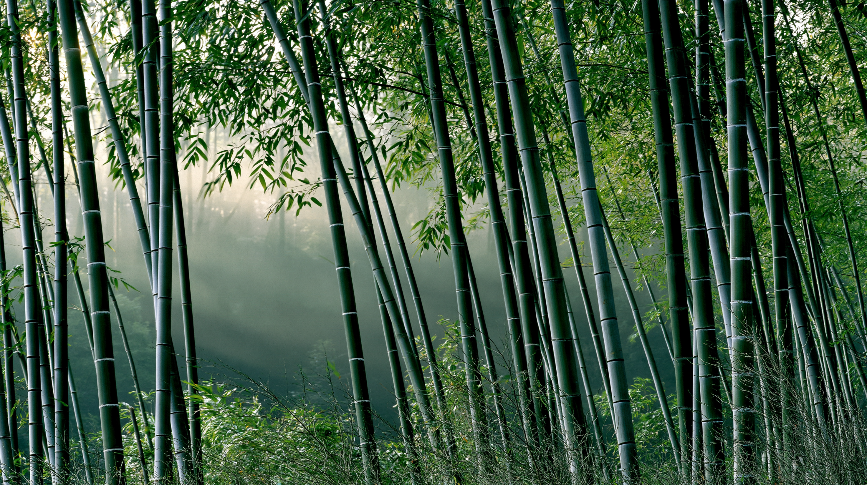 Emerald Bamboo Sanctuary Wall Mural